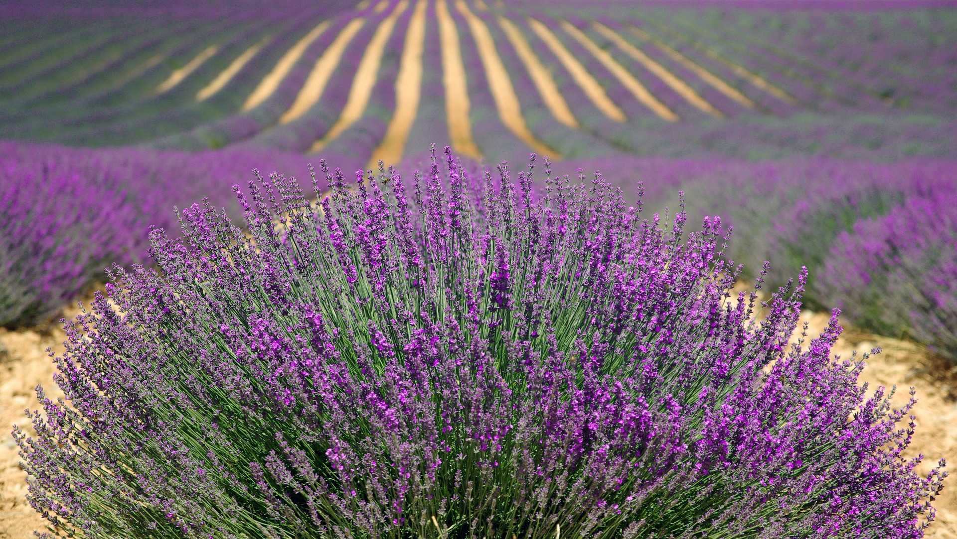 lavender fields