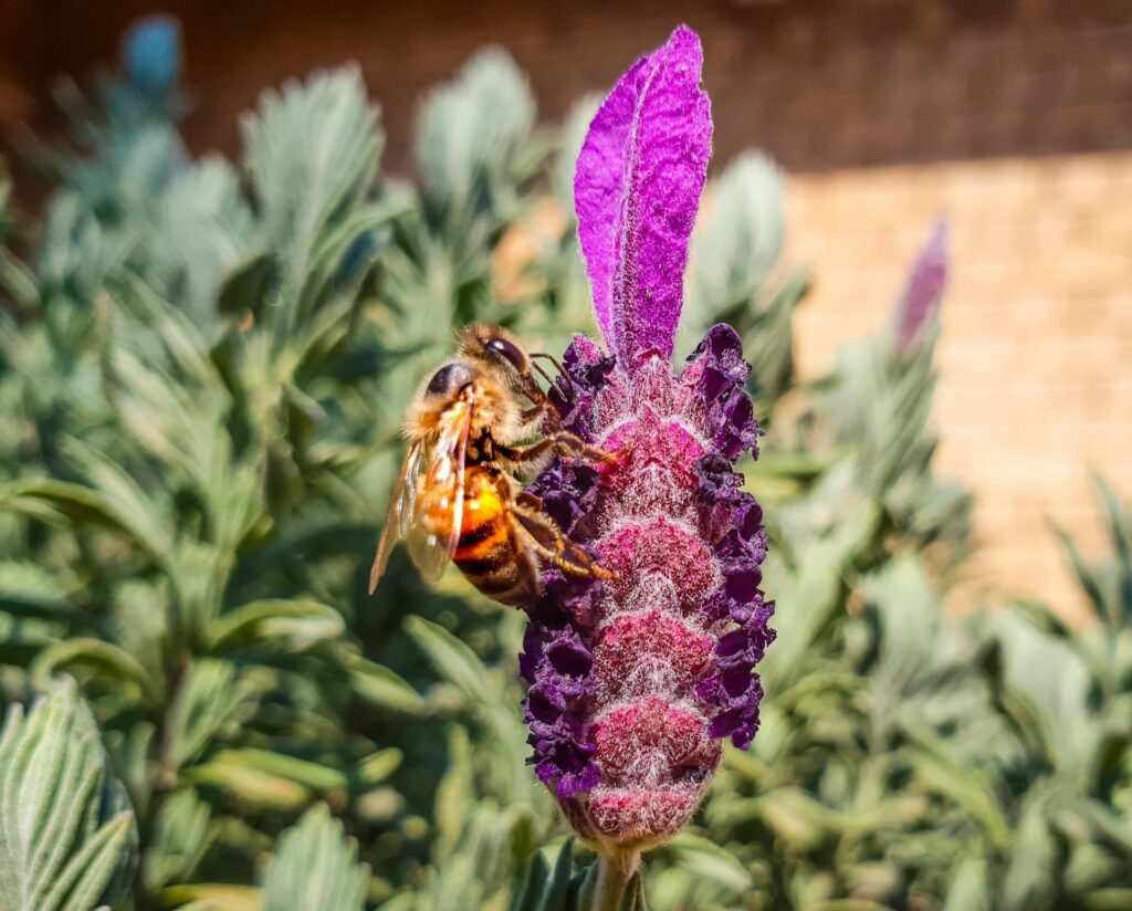 Private Dining Blog by Chef Francis 82 lavender honey